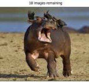 Hippo